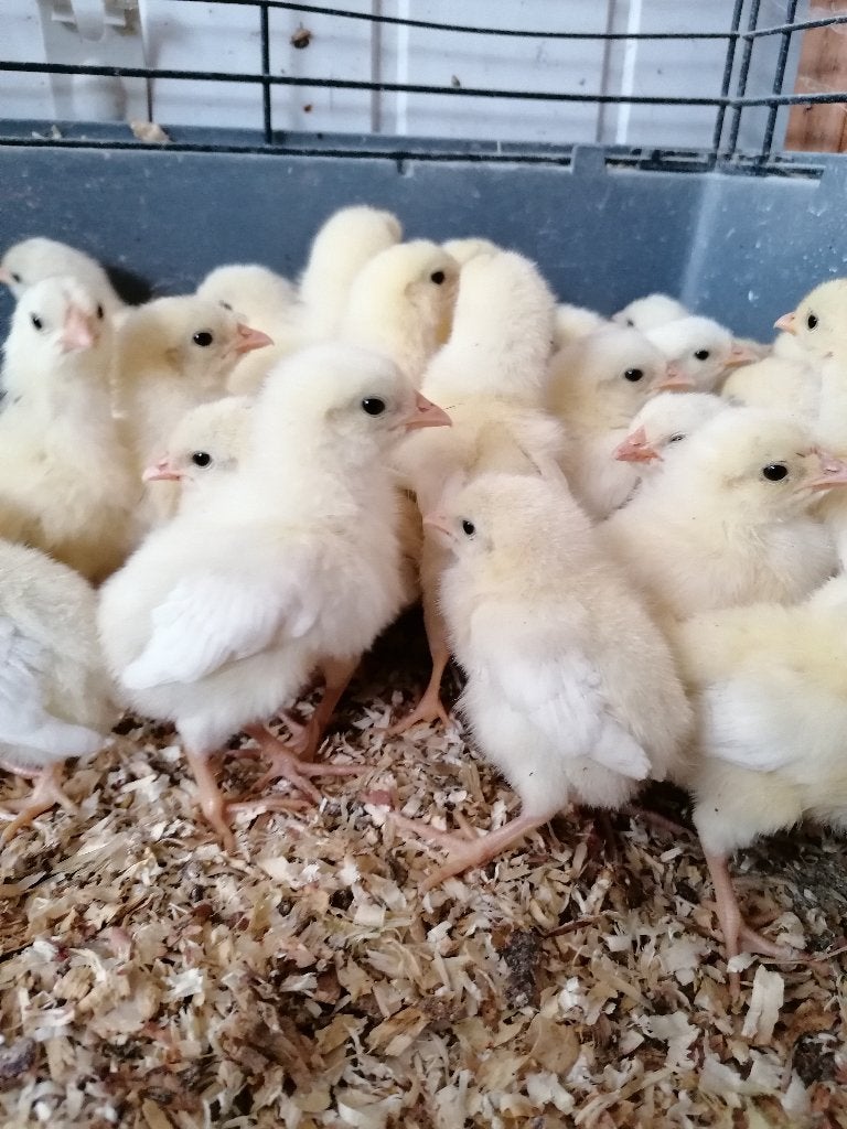 dag kuikens kleurleggers marans / legbar 24 juni, Dieren en Toebehoren, Pluimvee, Vrouwelijk, Kip
