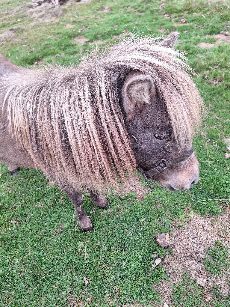 mini paardje, Dieren en Toebehoren, Merrie, Gechipt