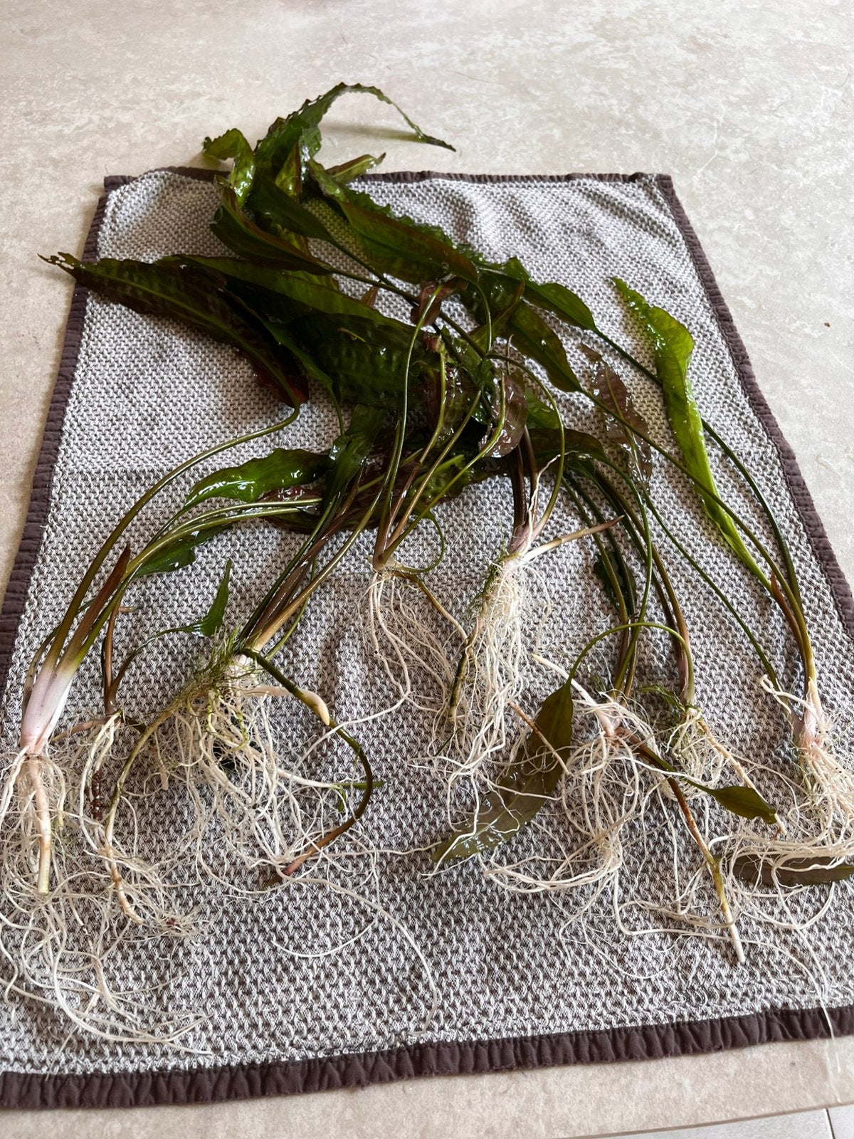 Cryptocoryne usteriana aquarium plant, Dieren en Toebehoren, Ophalen, Nieuw, Plant(en), Steen of Hout