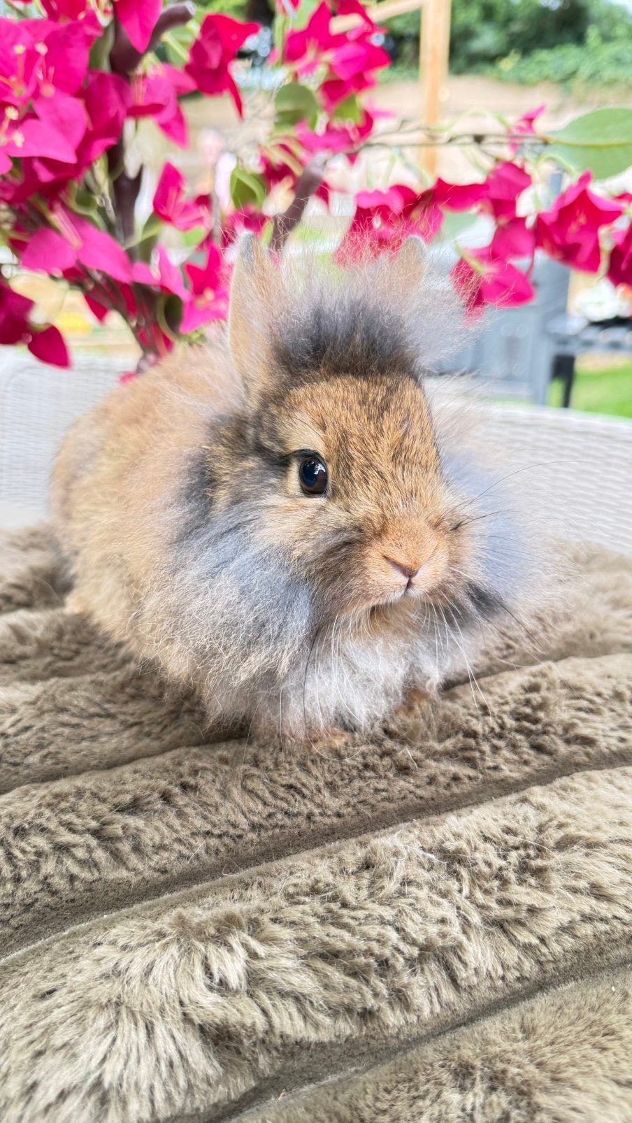 Deze schattige voedster mag verhuizen, Dieren en Toebehoren, Konijnen