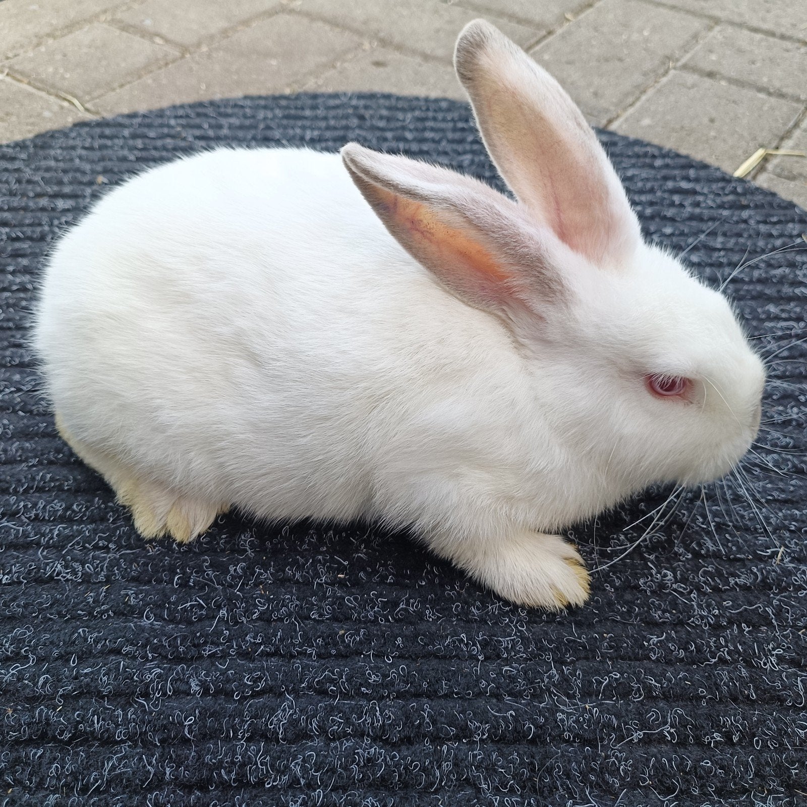 Californian X Witte nieuw Zeelander, Dieren en Toebehoren, Konijnen, Meerdere dieren, Groot, 0 tot 2 jaar