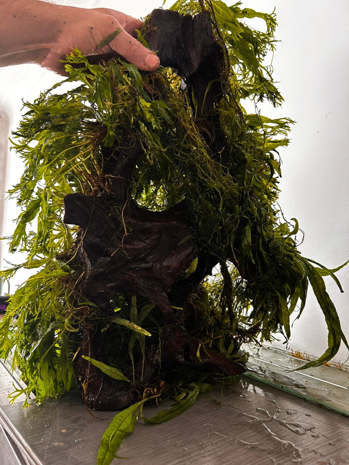 Aquarium planten op en met kienhout, Dieren en Toebehoren, Ophalen, Zo goed als nieuw