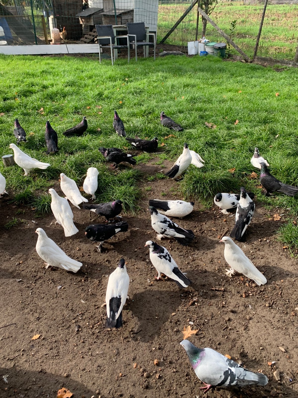 Saya kelebek, Dieren en Toebehoren