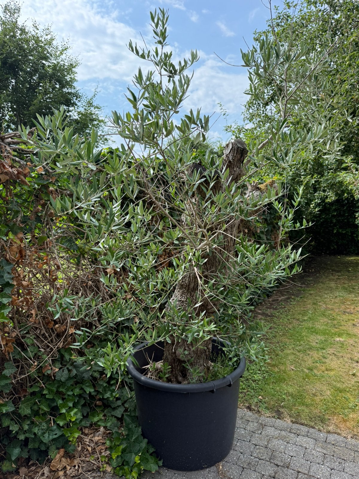 Karaktervolle olijfboom, Tuin en Terras, Planten | Bomen, Olijfboom, Ophalen