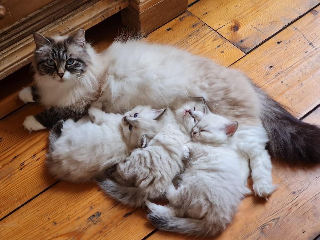 laatste Neva-Masquerade katertje (Siberische Boskat), Kater, Gechipt, 0 tot 2 jaar
