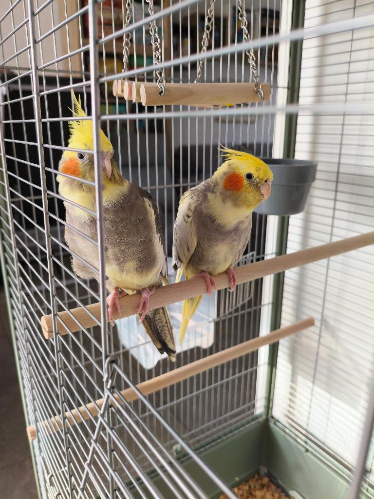 Vends couple de calopsittes femelles, Femelle, Perruche
