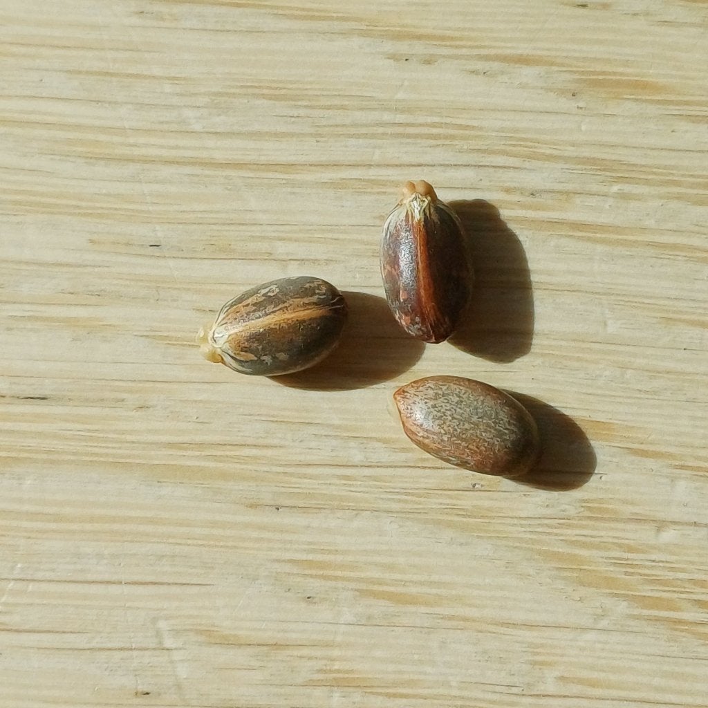 Graines de plantes en bouteille, Jardin & Terrasse, Bulbes & Semences, Enlèvement ou Envoi, Toute l'année, Plein soleil, Graine
