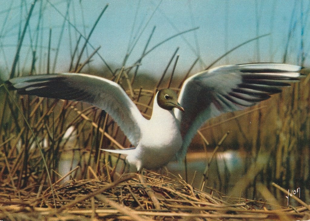 KOKMEEUW, Verzamelen, Postkaarten | Dieren, Verzenden, Ongelopen, Vogel