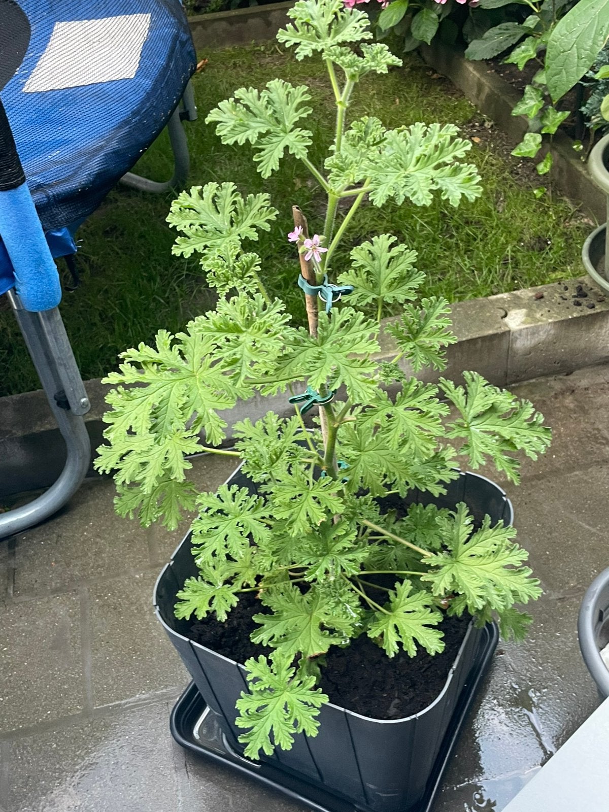 Géranium citron, Jardin & Terrasse, Plantes | Jardin, Enlèvement