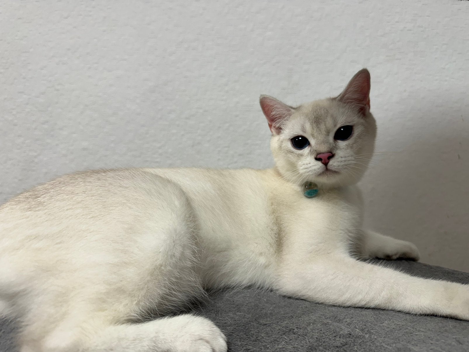 kittens Britse korthaar, Kater, Gechipt, 0 tot 2 jaar