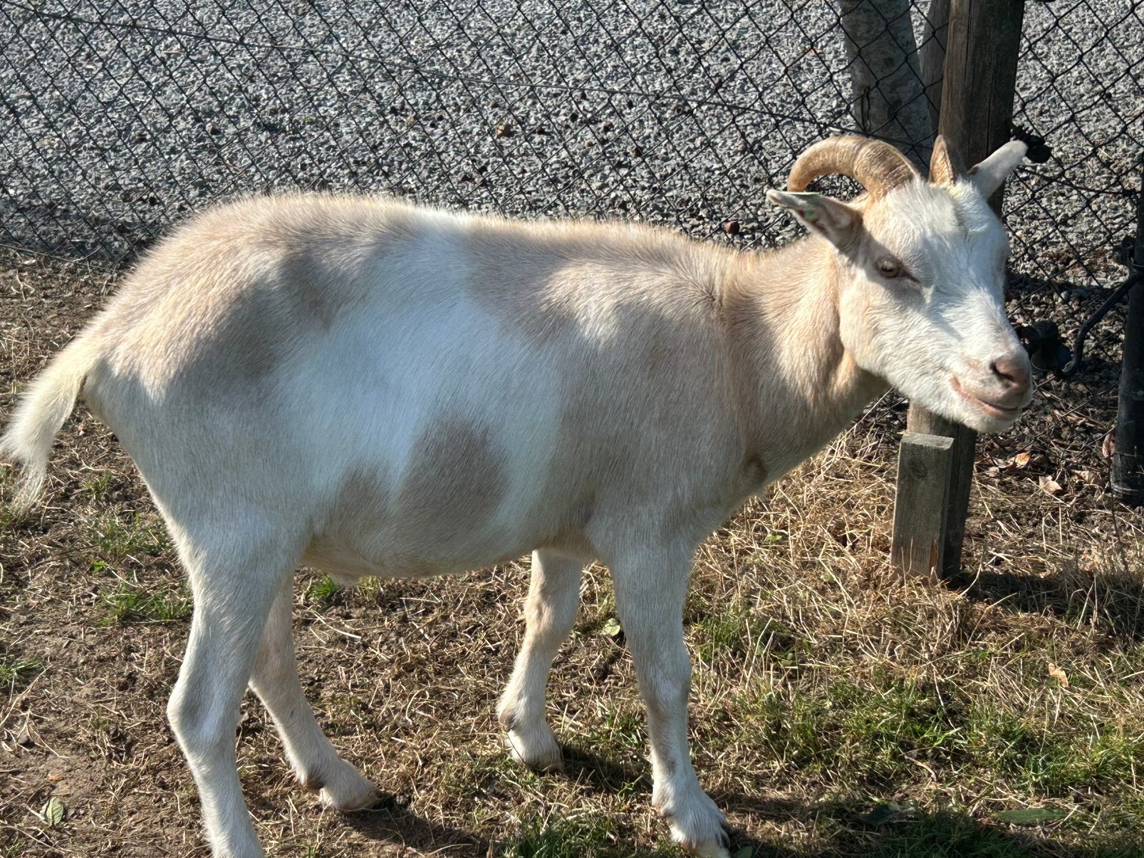 Gecastreerde super lief dwergeitebokje, Dieren en Toebehoren, Mannelijk, Geit, 0 tot 2 jaar
