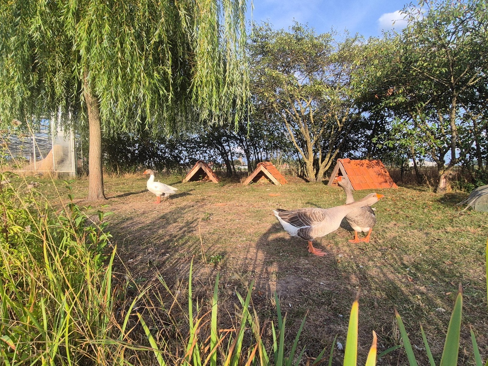 ganzen, Dieren en Toebehoren, Pluimvee