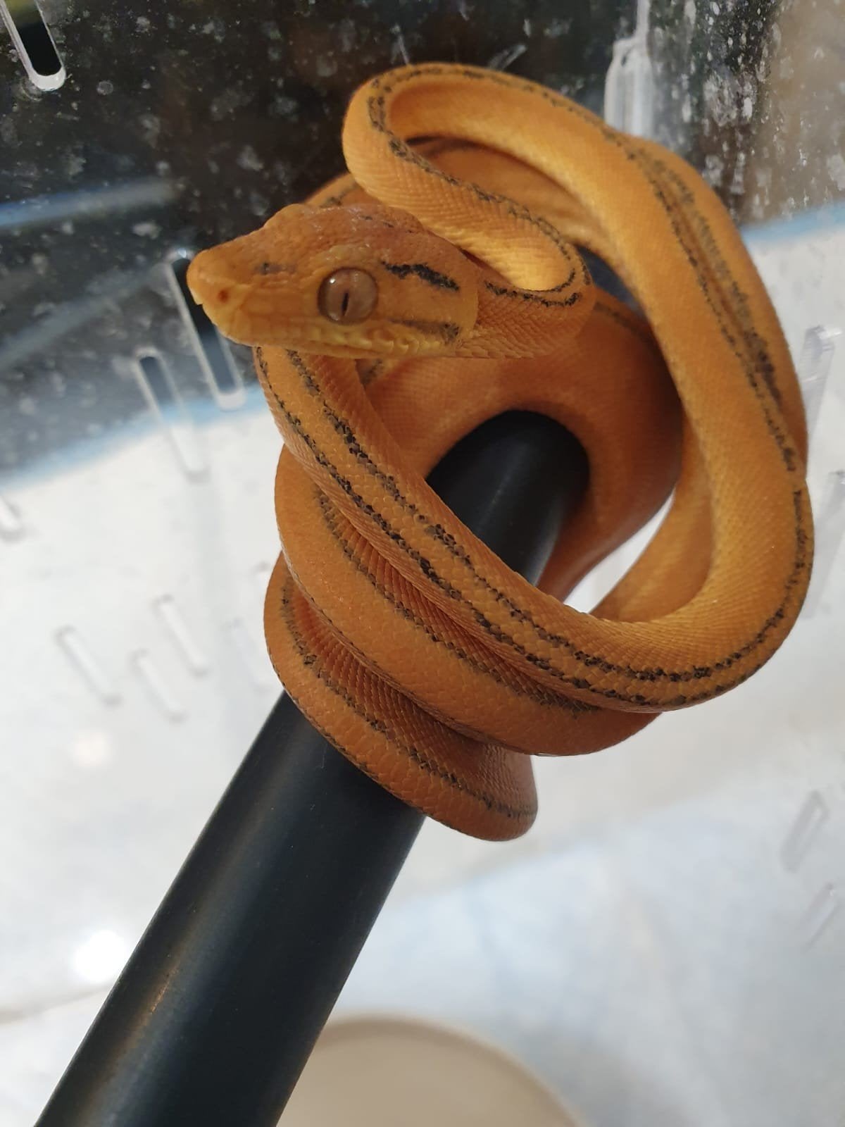 Corallus Hortulanus Tiger juvénile couleur caramel, Animaux & Accessoires, Serpent, Domestique, 0 à 2 ans