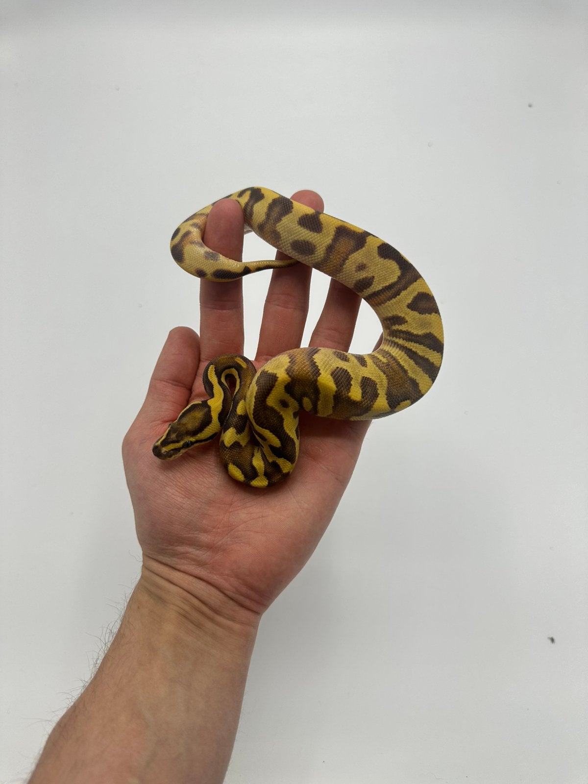 0.1 python regius - enchi od hypo yb/gravel het clown, Dieren en Toebehoren