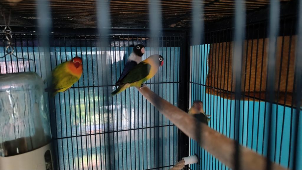 Te Koop: Prachtige Agapornissen (Lovebirds), Dieren en Toebehoren, Vogels | Parkieten en Papegaaien