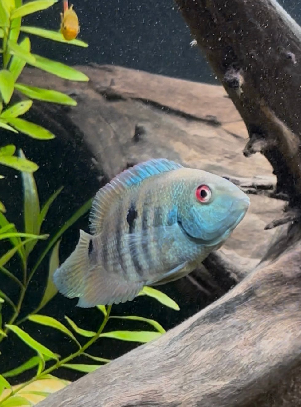 Heroina Isonycterina, Dieren en Toebehoren, Vissen | Aquariumvissen