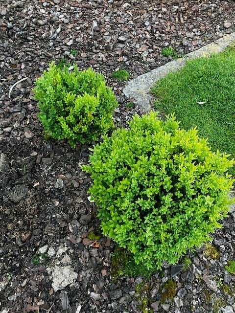 Buxus, Ophalen, Buxus, Struik, Minder dan 100 cm