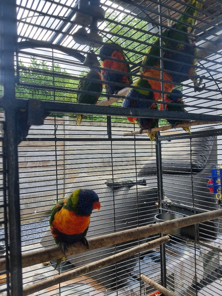 2 koppels lori van blauwe bergen en 2 poppen, Meerdere dieren, Papegaai