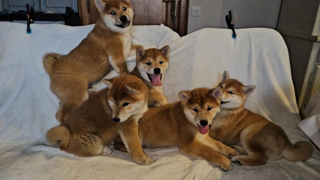 op boerderij gekweekte shiba inu puppy's beschikbaar, Dieren en Toebehoren, Honden | Poolhonden, Keeshonden en Oertypen, Meerdere dieren