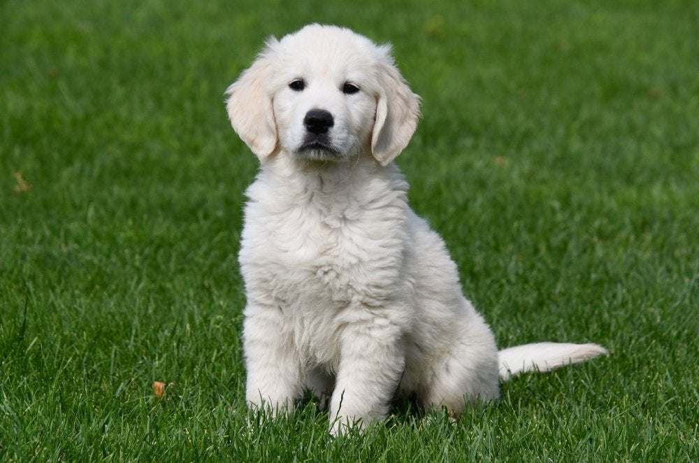 Chiots Golden Retriever à vendre