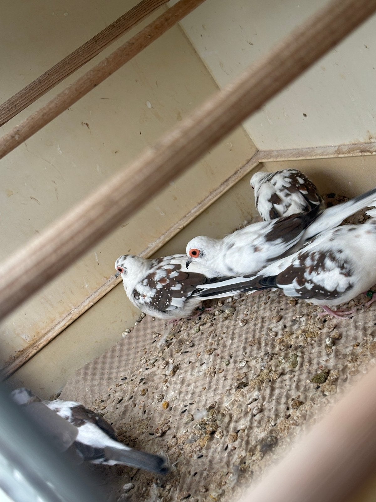 Bonte diamantduiven 2026, Dieren en Toebehoren, Vogels | Duiven, Meerdere dieren, Overige soorten