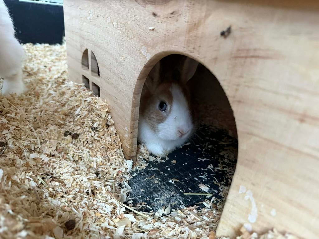 Gratis konijn + het kot gratis, Dieren en Toebehoren, Konijnen