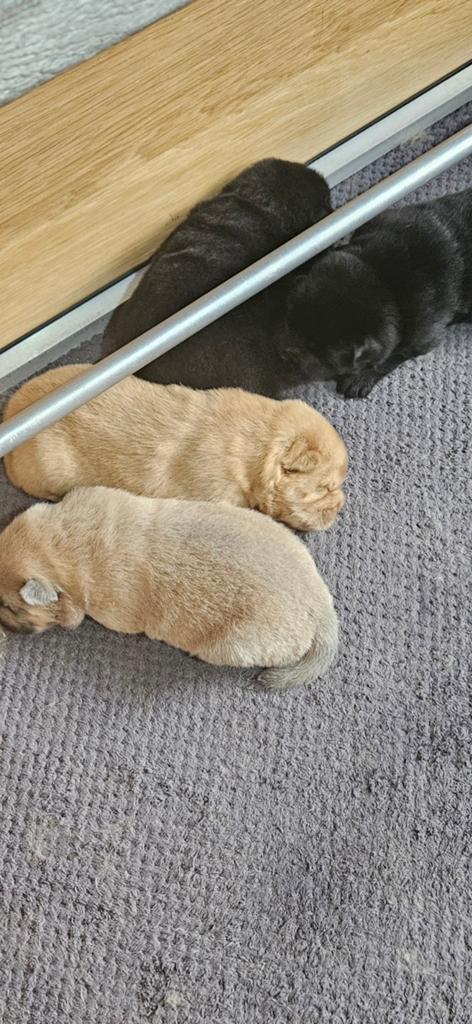 Très beaux chiots chowchow, Hépatite contagieuse (maladie de Rubarth), Autres races, 8 à 15 semaines, Plusieurs
