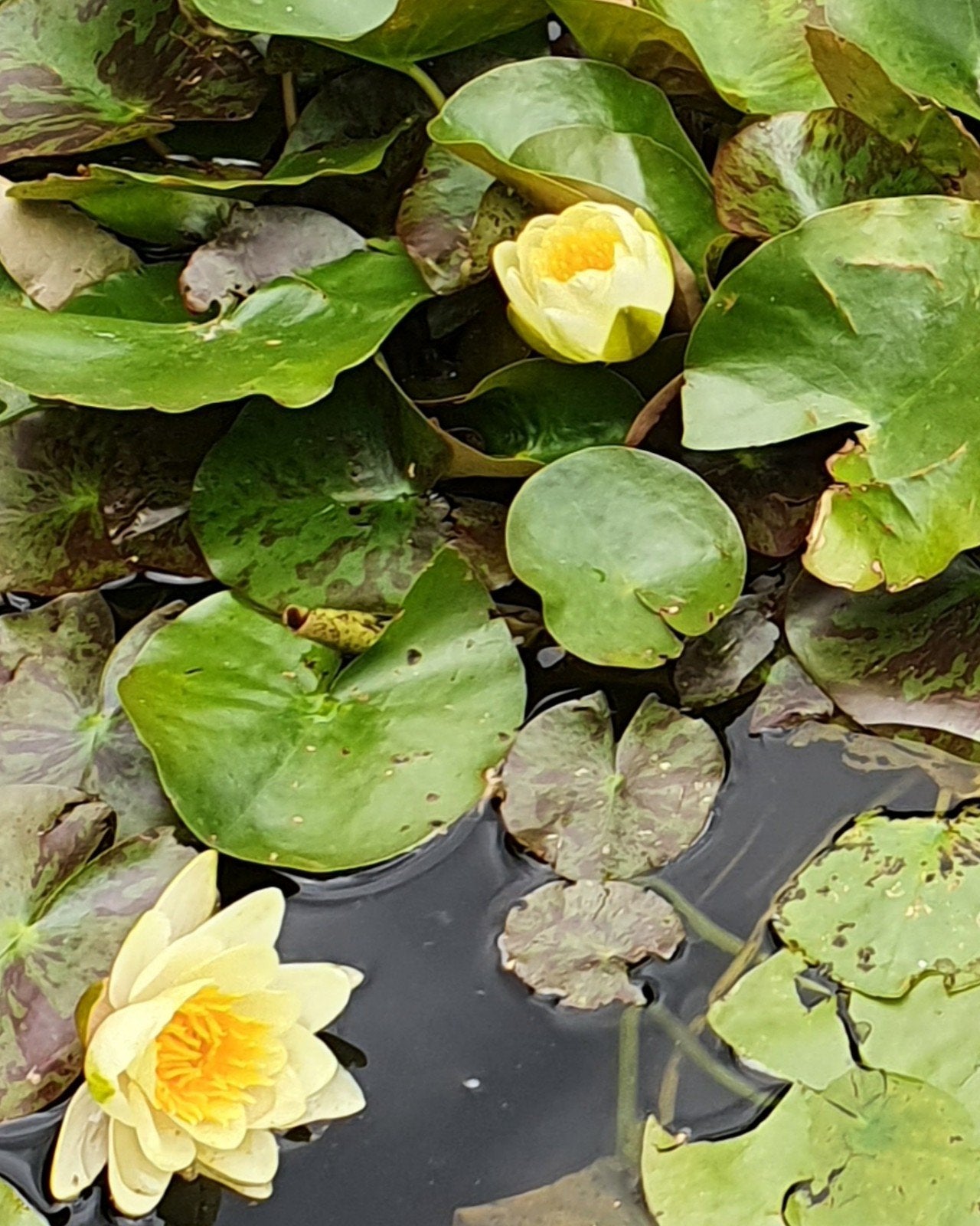Nénuphar, Tuin en Terras, Vijvers, Ophalen