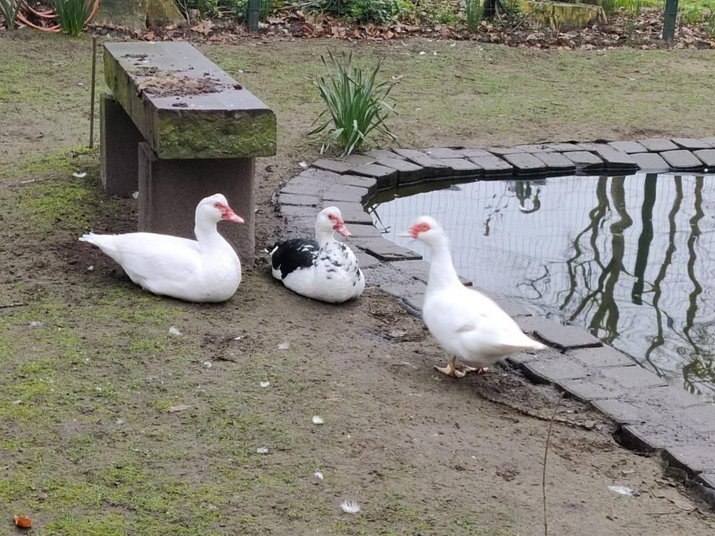 Barbarie eenden te koop volwassen. 20€/t'stuk, Meerdere dieren, Eend