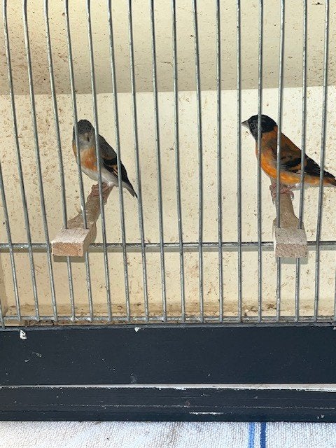 Kapoetsensijsjes, Meerdere dieren, Wildzangvogel, Geringd