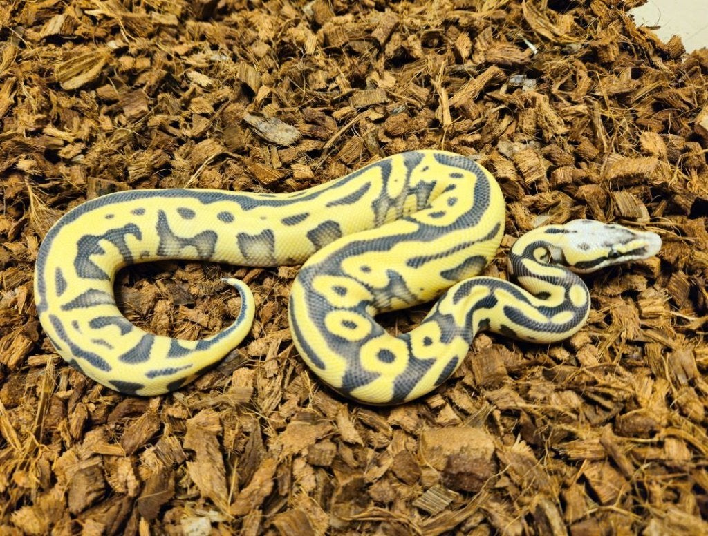 HOUTEN DEAL Enchi Leopard (super)Pastel Desert Ghost PH Amur, Dieren en Toebehoren, Slang, 0 tot 2 jaar