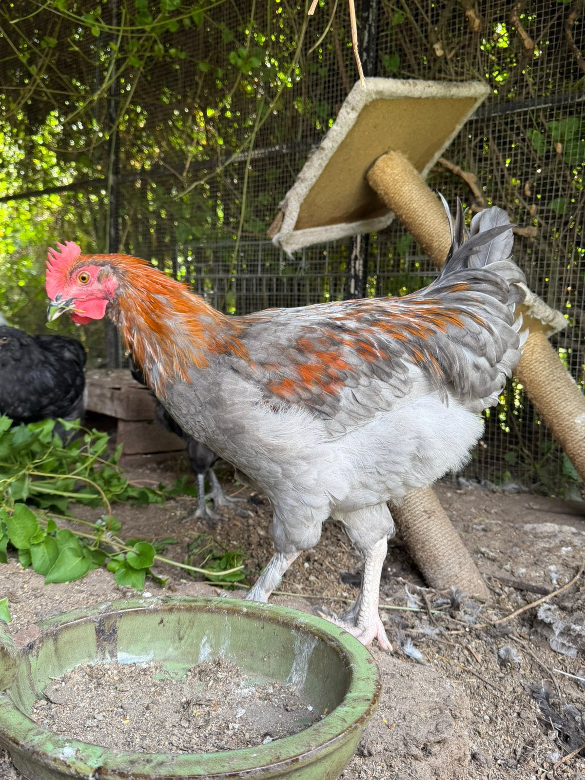 Blauw koperhals marans, Dieren en Toebehoren