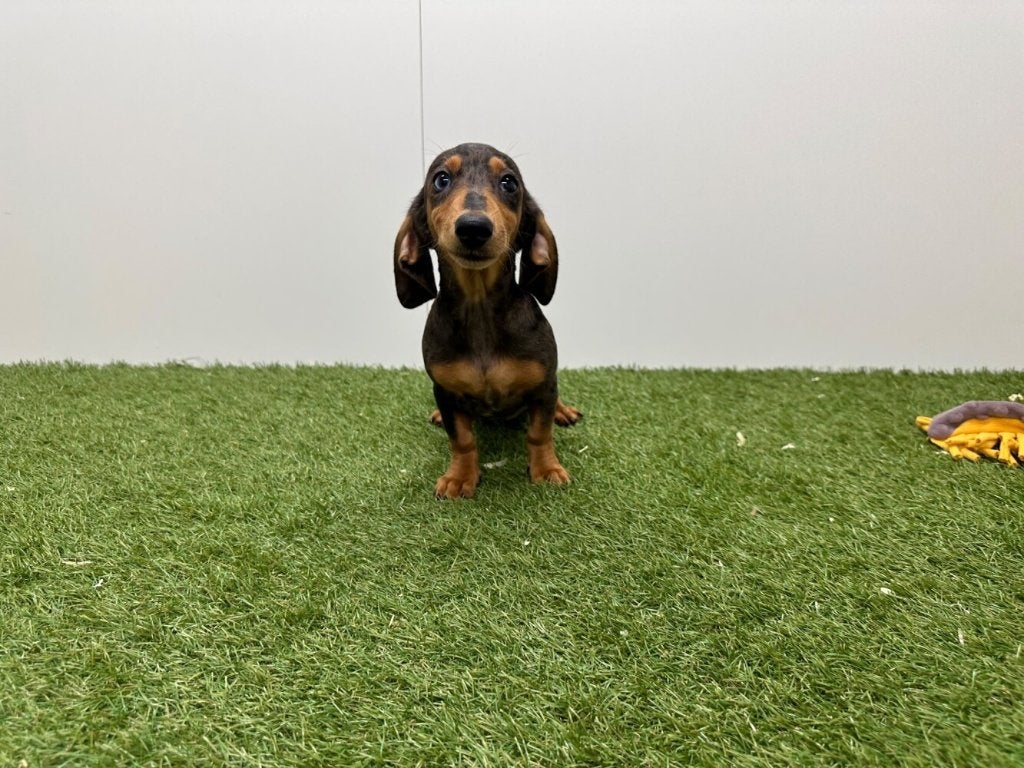 Teckel Dwerg pups