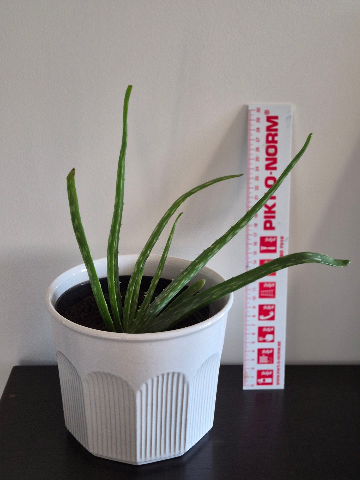 Aloe vera, y compris un cache-pot en pierre, Enlèvement