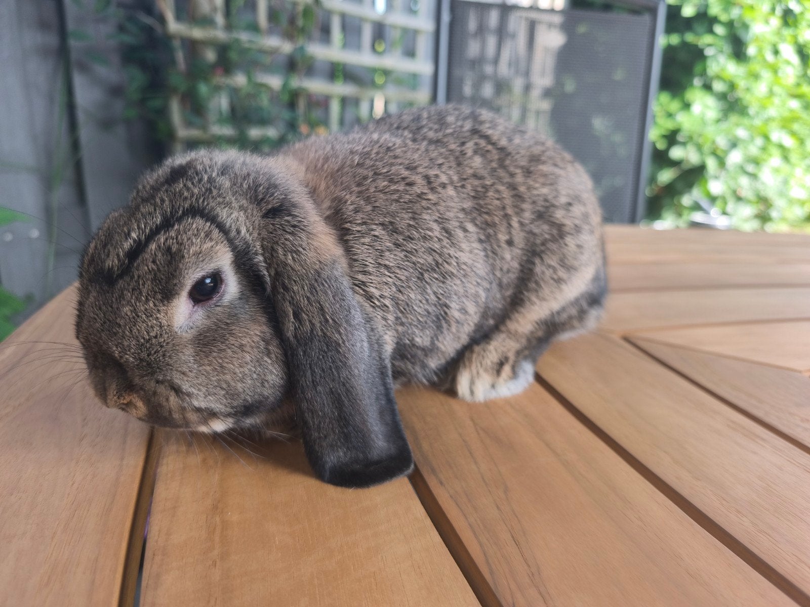 Nederlands Hangoor Dwergkonijnen, Meerdere dieren, Middelgroot, Hangoor, 0 tot 2 jaar