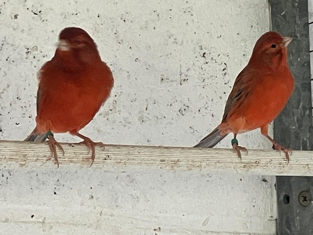 Rood agaat kanarie mans geringd 2026, Dieren en Toebehoren, Mannelijk, Kleurkanarie