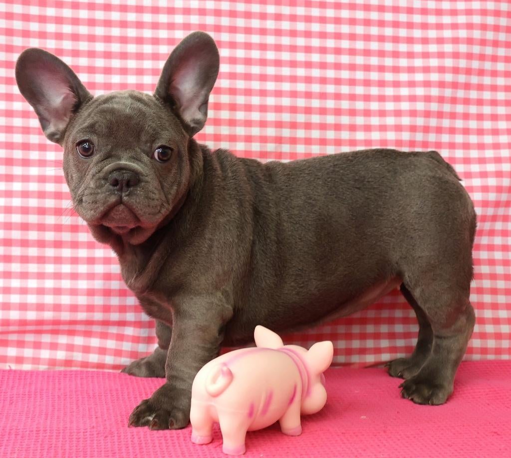 Super leuke Franse Bulldog pups!!, Dieren en Toebehoren, 15 weken tot 1 jaar, Buitenland, Teef, Meerdere