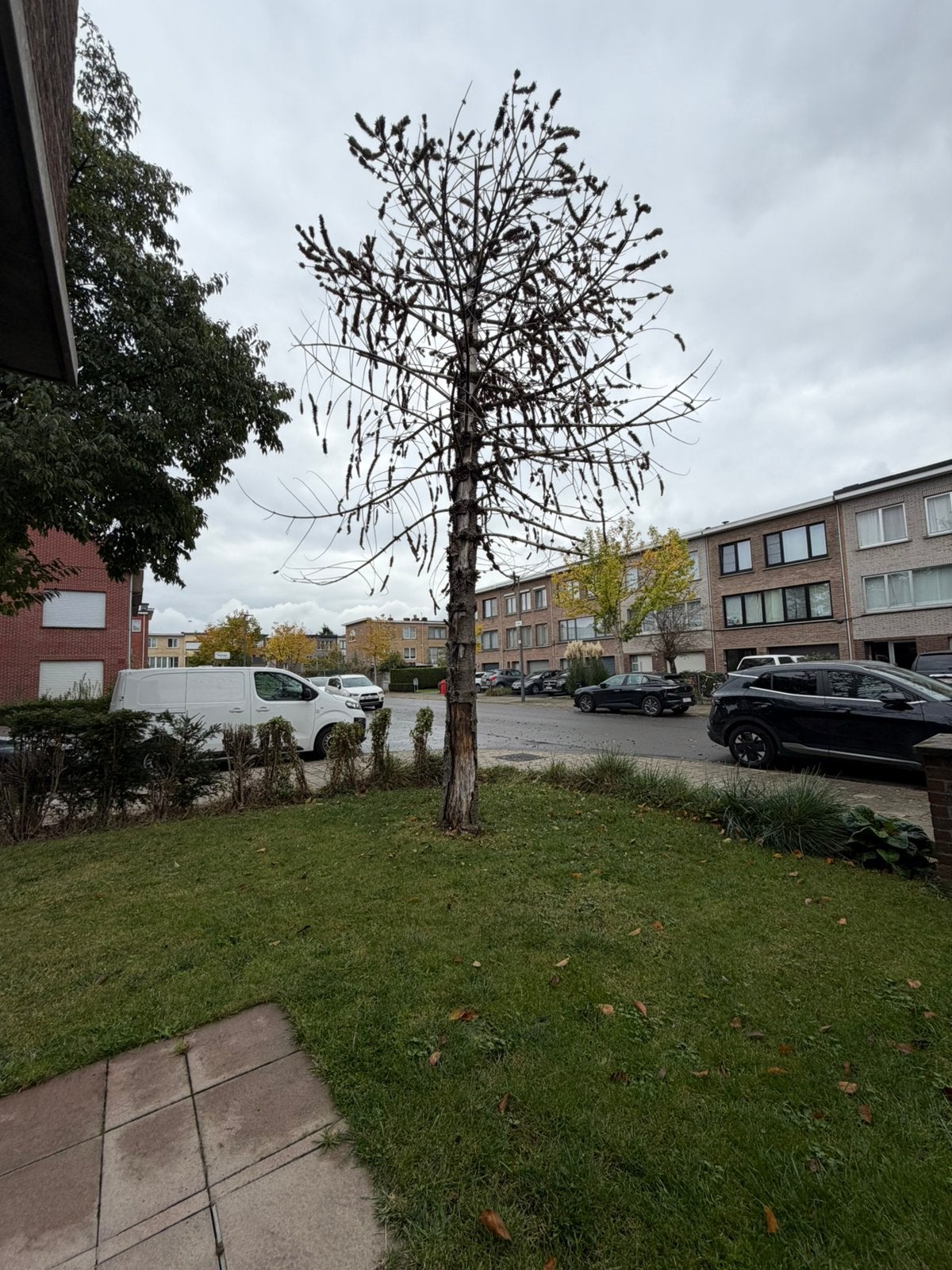 Gratis hout, Enlèvement, Autres espèces, 400 cm ou plus