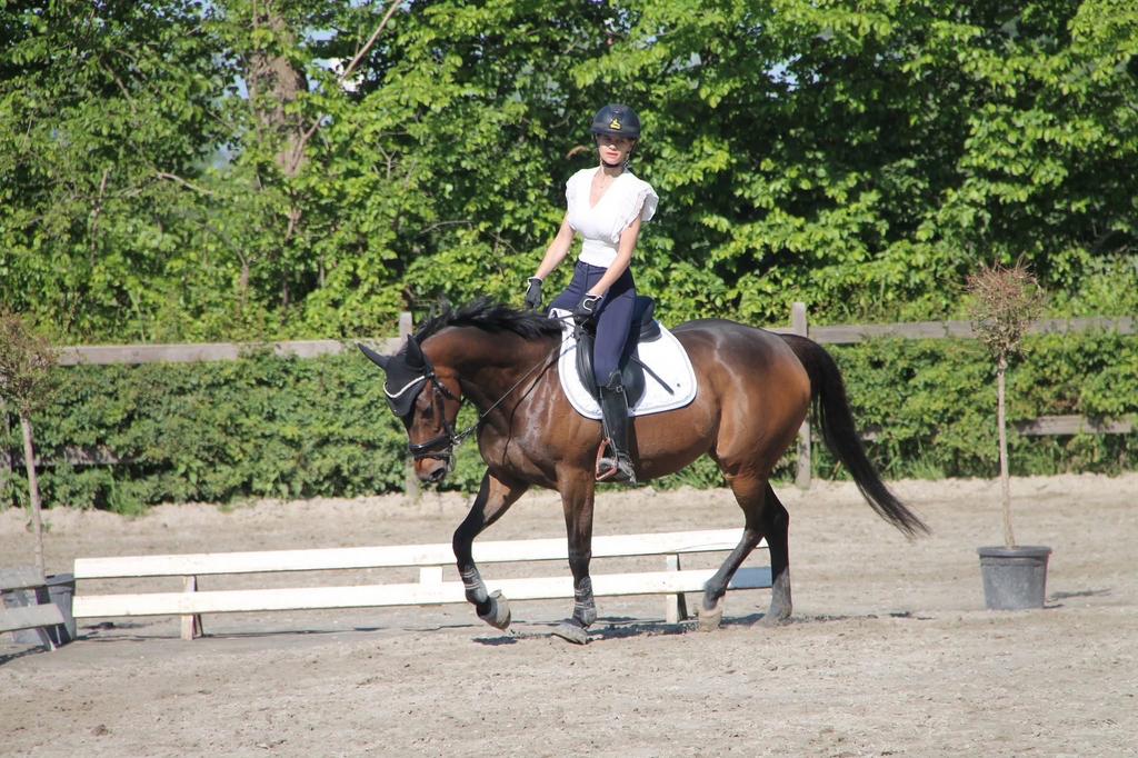Halve stal gezocht, Merrie, Z