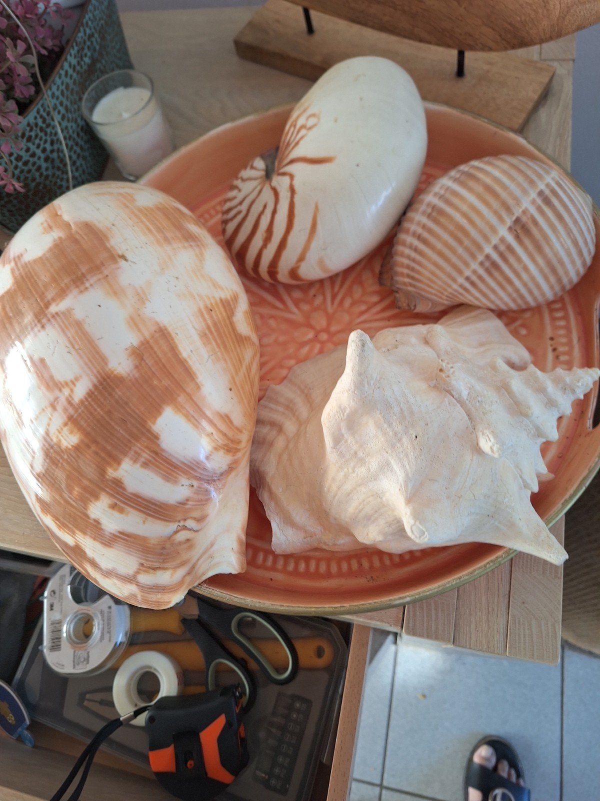 Coquillages, Enlèvement, Coquillage(s)