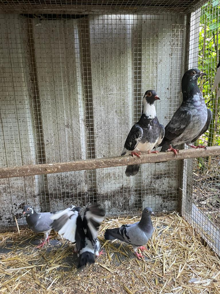6 jonge sierduifjes, Sexe inconnu, Autres espèces