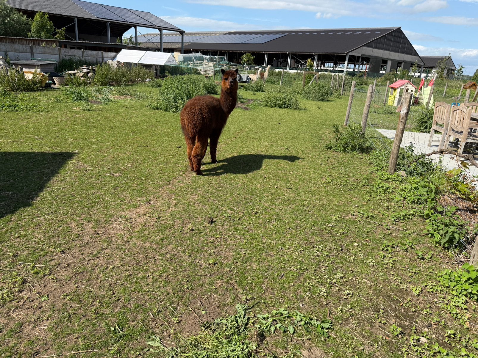Alpaca (dek) hengst, Dieren en Toebehoren, Juni, Mannelijk