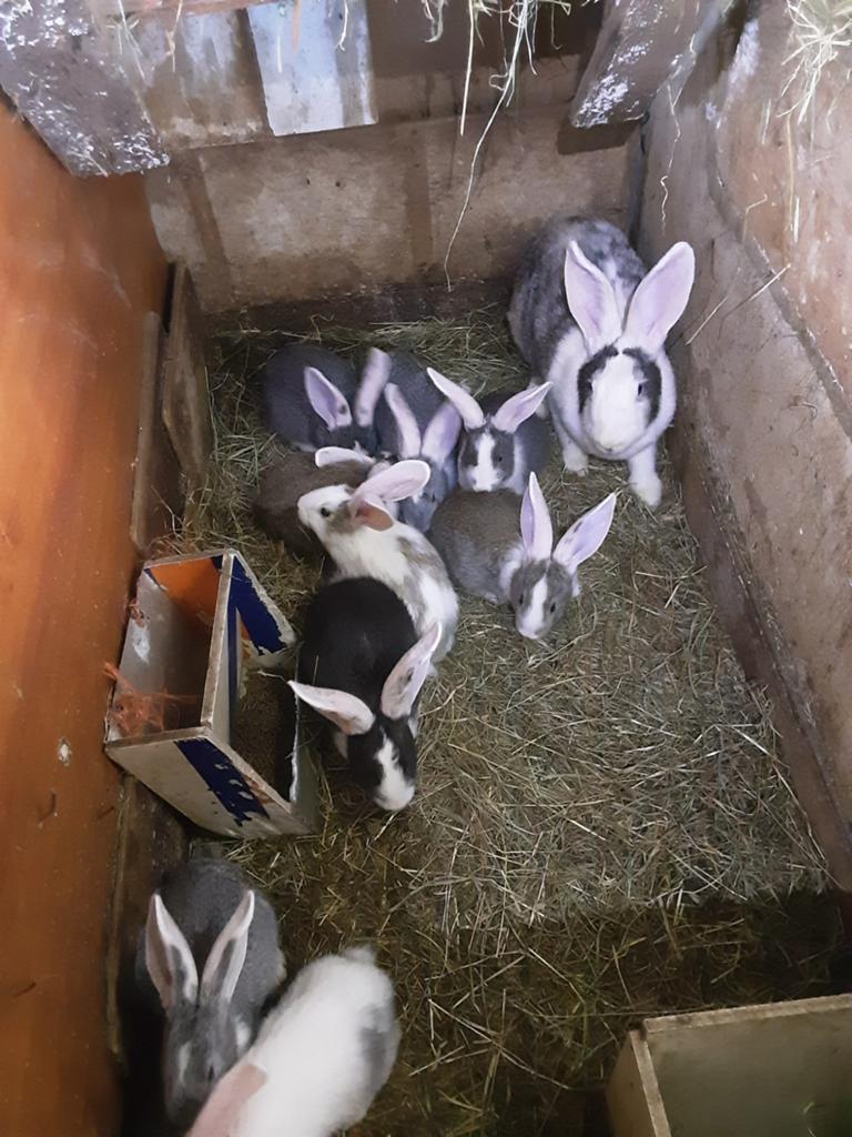 Jonge duitse reuzen, Dieren en Toebehoren, Vogels | Duiven