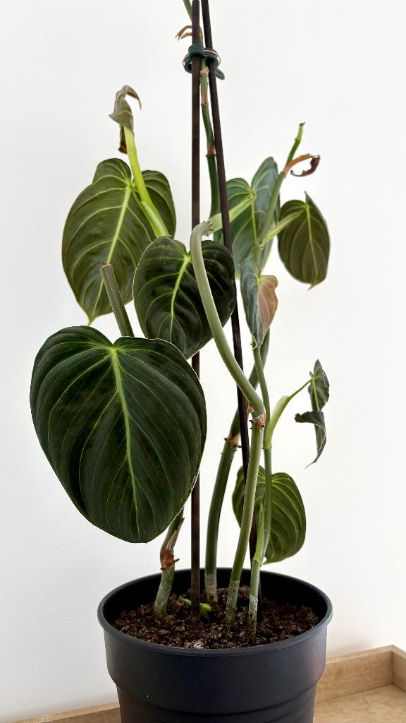 Philodendron Melanochrysum 85 cm – 4 pieds, Huis en Inrichting, Kamerplanten, Groene kamerplant, Ophalen, Overige soorten, Minder dan 100 cm