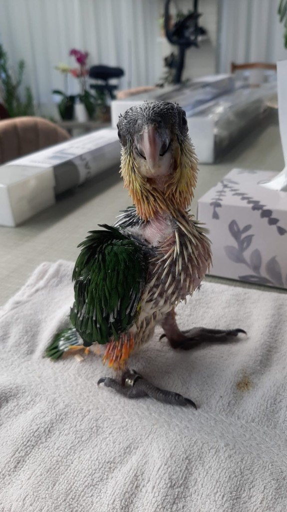 Handtamme zwartkop caique, Dieren en Toebehoren, Geslacht onbekend, Papegaai, Geringd
