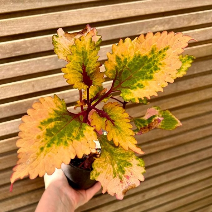 Coleus / siernetel Mellis, Enlèvement ou Envoi
