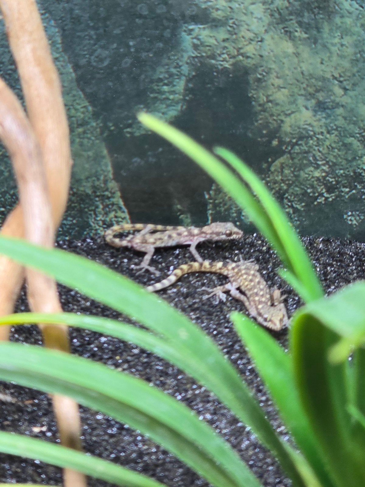 Tropiocolotes steudneri NK2025, Dieren en Toebehoren, Reptielen en Amfibieën