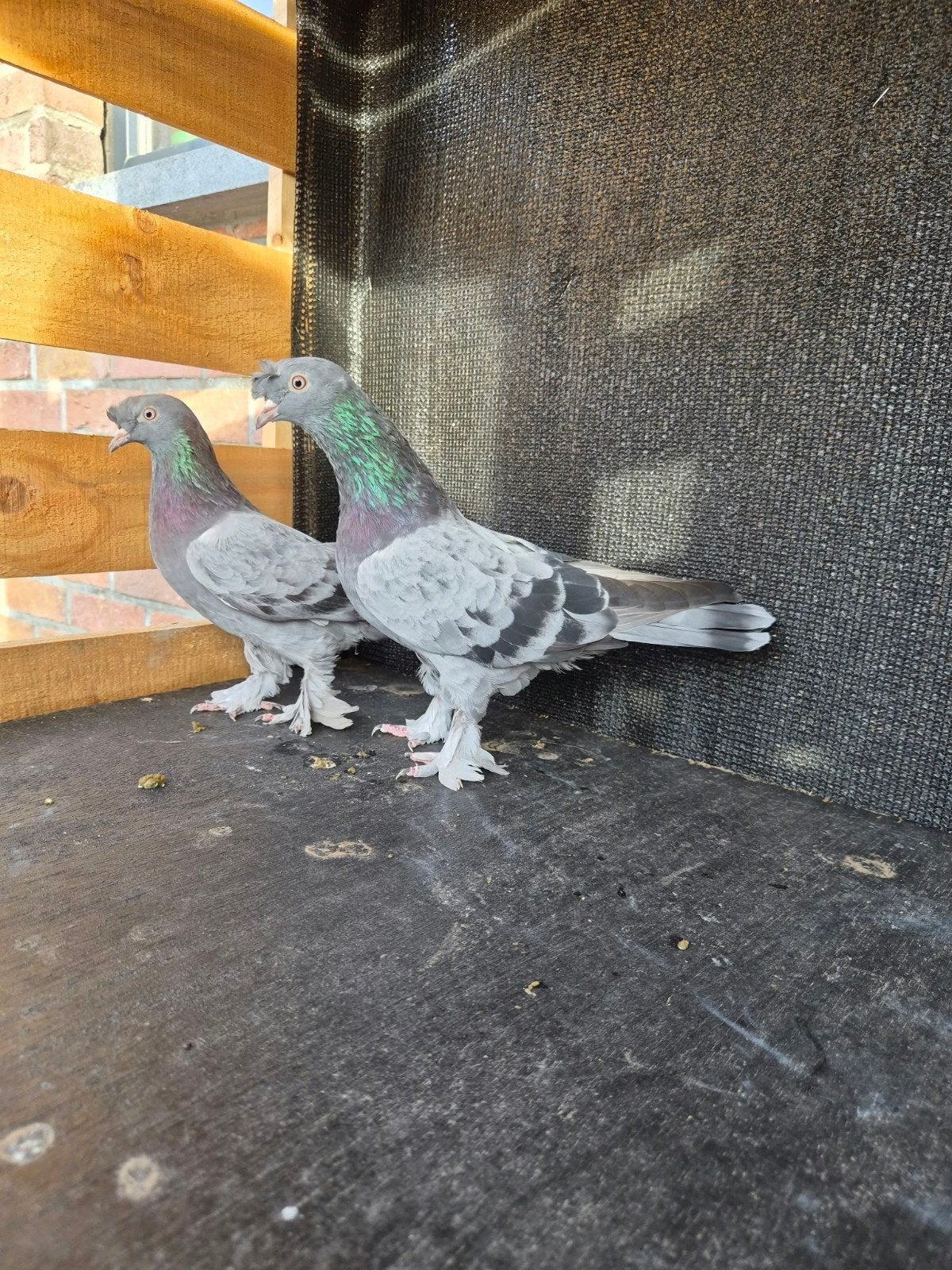takla duiven, Dieren en Toebehoren