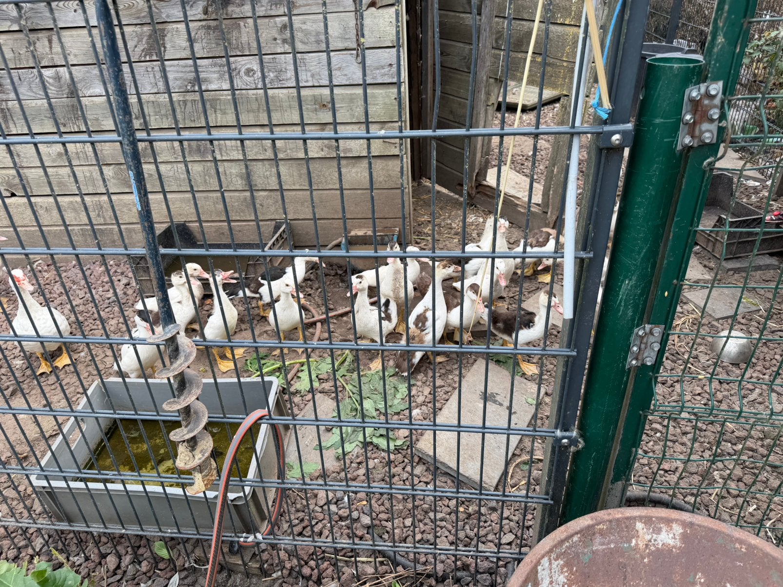 Jonge baberieeenden, Canard
