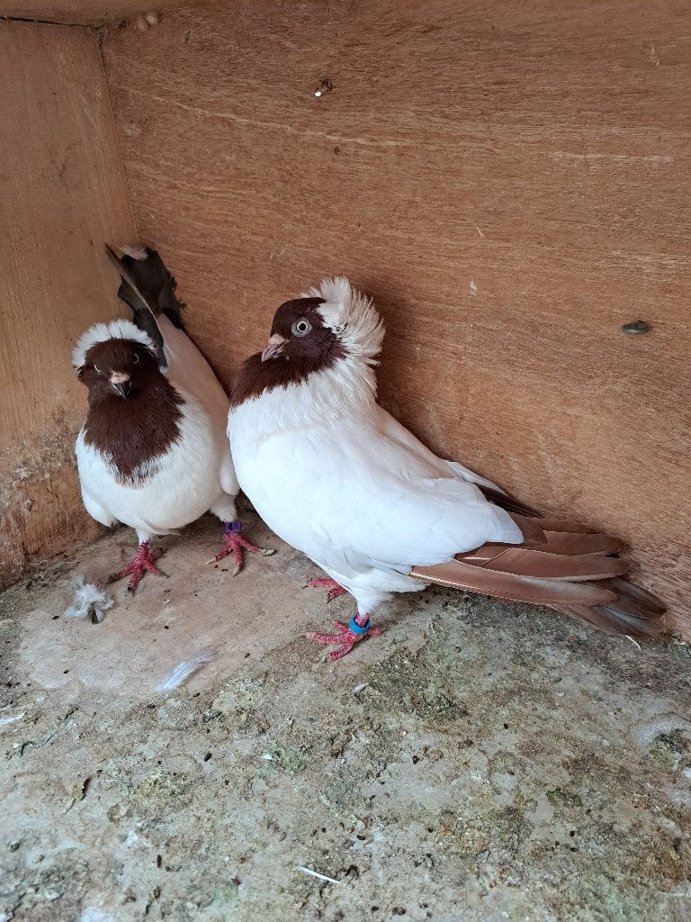Duiven, Dieren en Toebehoren, Vogels | Duiven, Meerdere dieren, Overige soorten